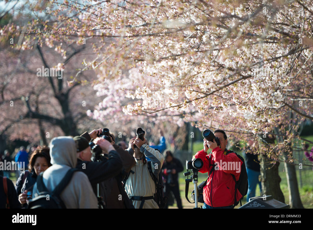 WASHINGTON DC, USA - The flowering of nearly 1700 cherry blossoms around the Tidal Basin, some of which are over a century old, is an annual event in Washington's spring and brings hundreds of thousands of tourists to the city. Stock Photo