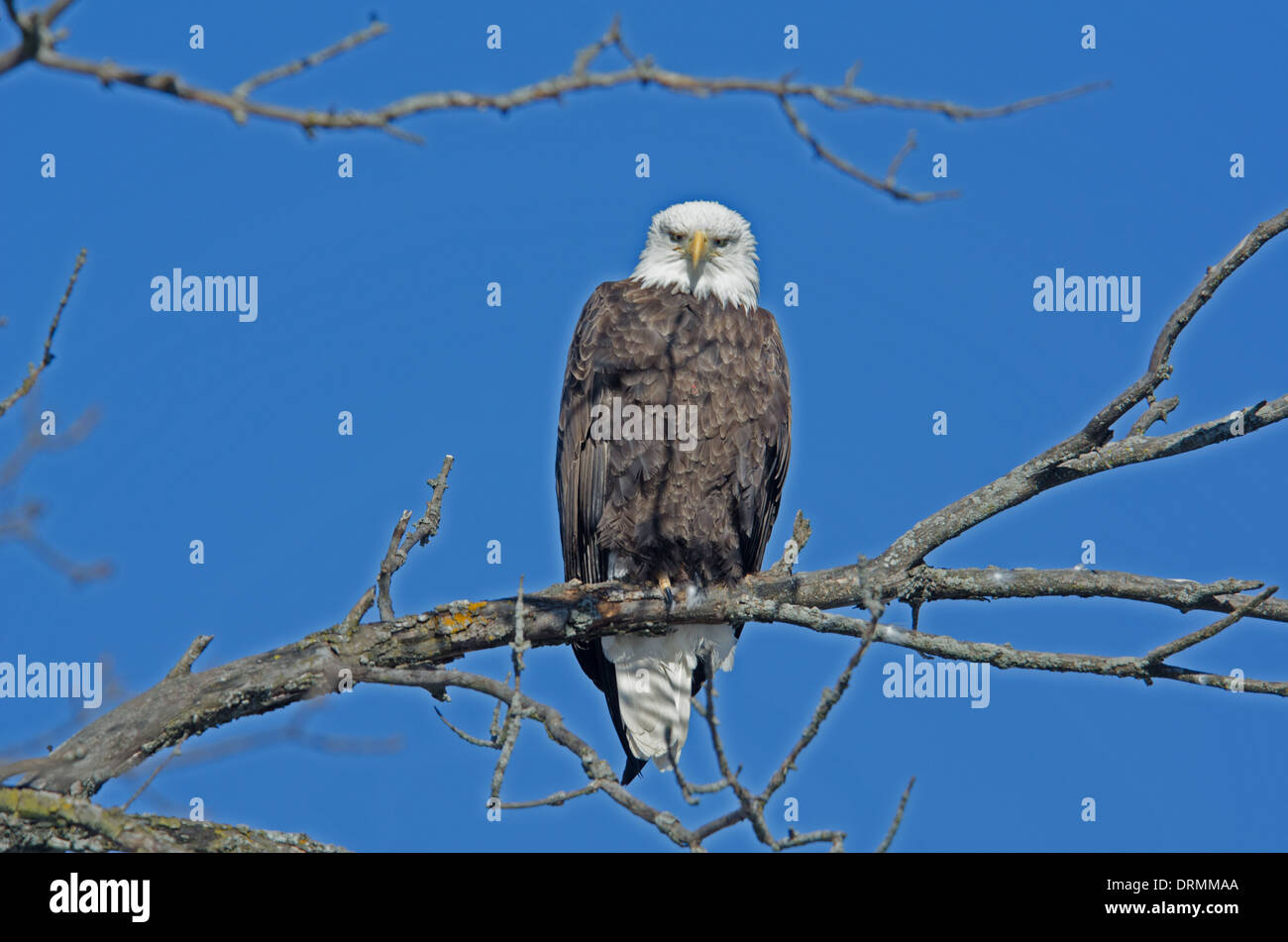 Eagle River Wisconsin High Resolution Stock Photography and Images Alamy