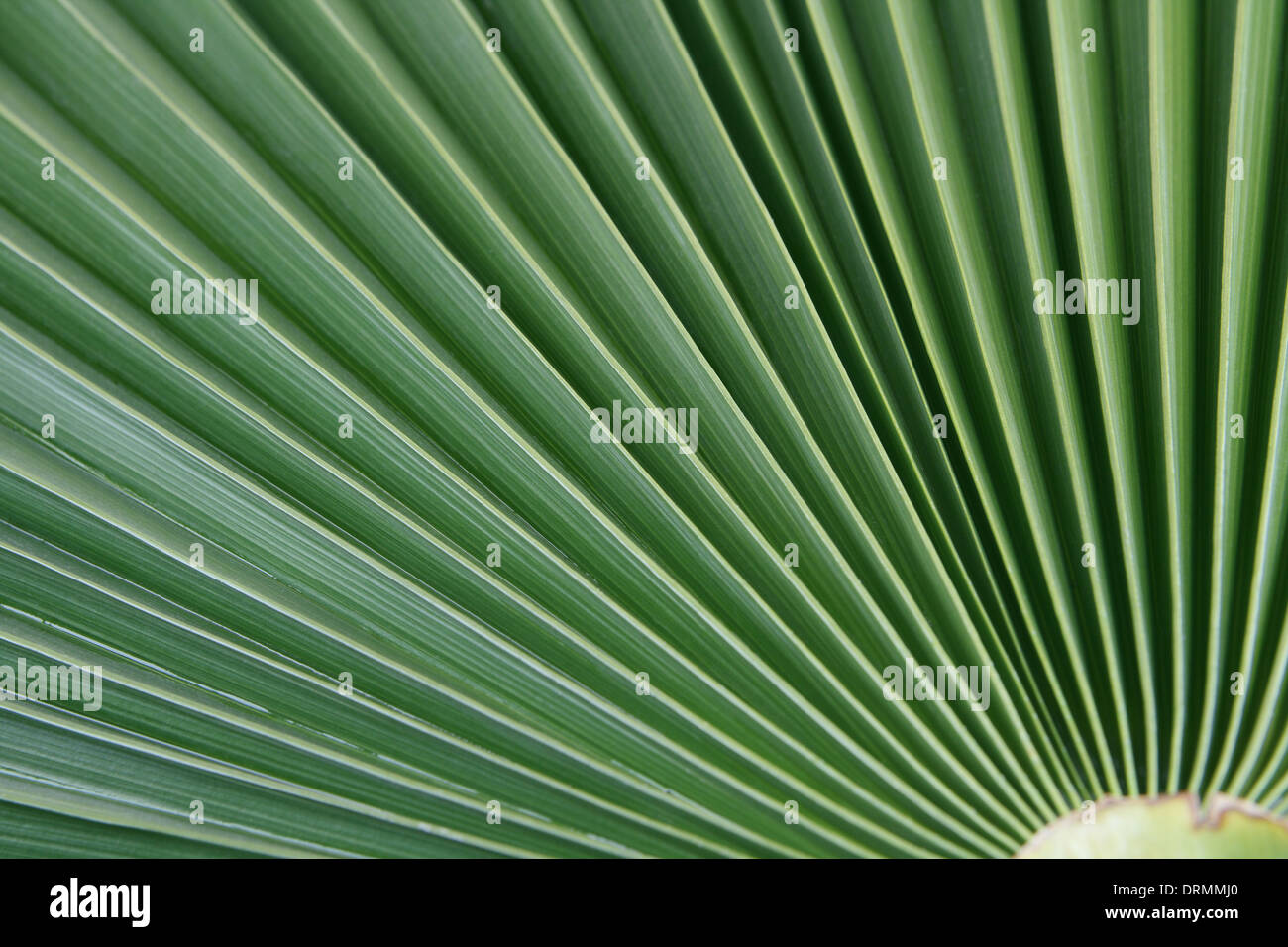 Actinomorphic High Resolution Stock Photography and Images Alamy