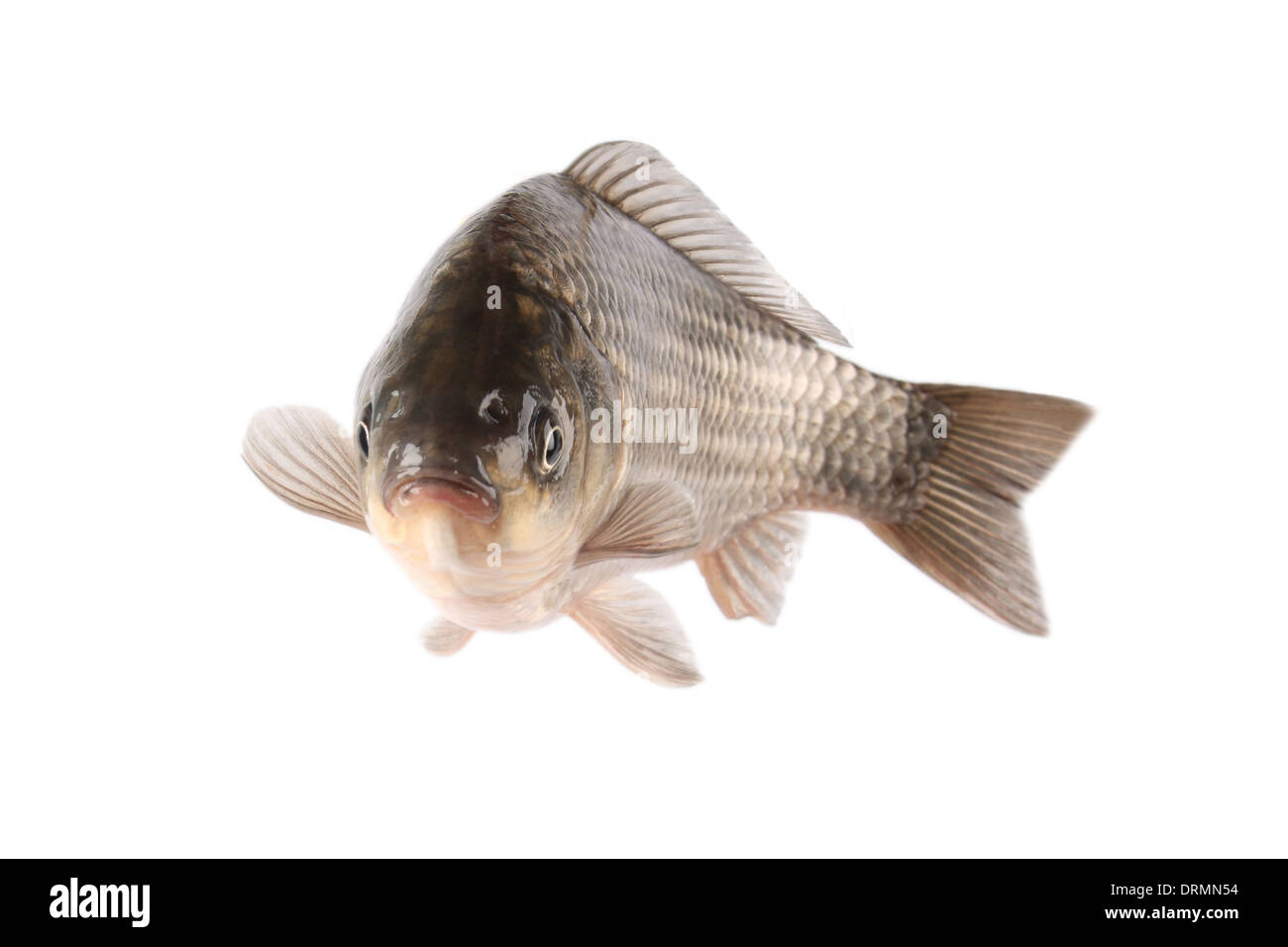 crucian carp Stock Photo