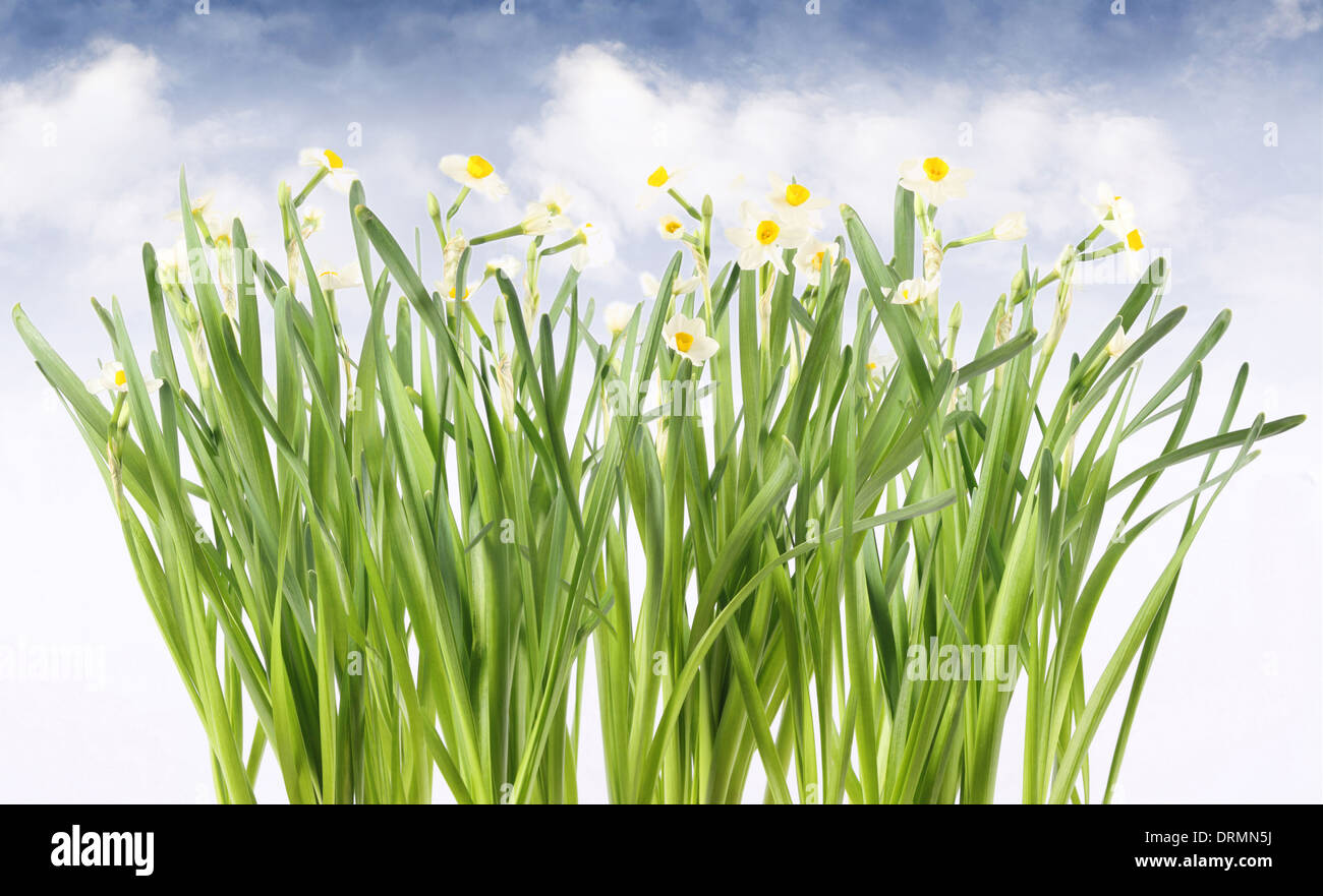 spring daffodils Stock Photo