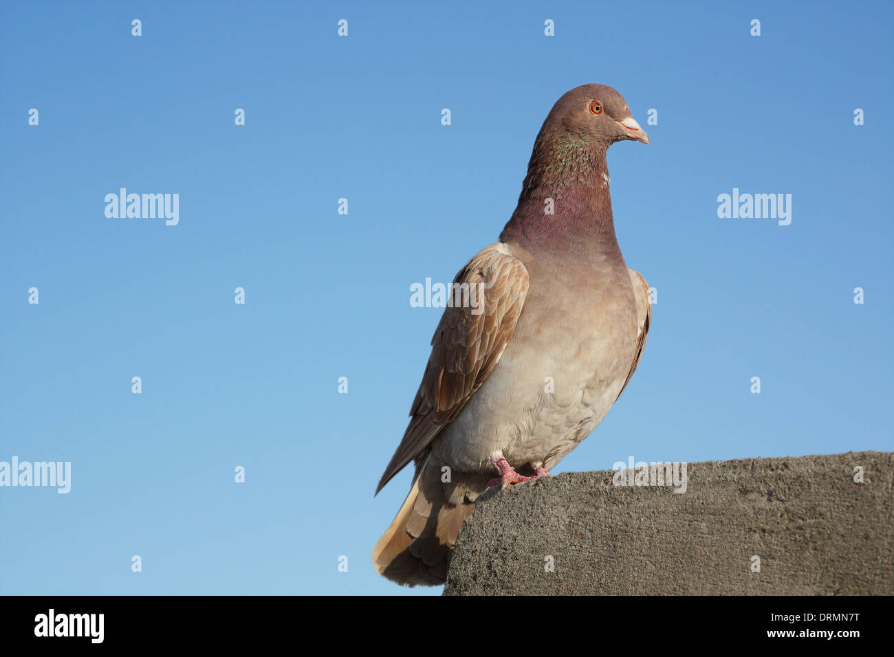 Pigeon peace carrier pigeon hires stock photography and images Alamy