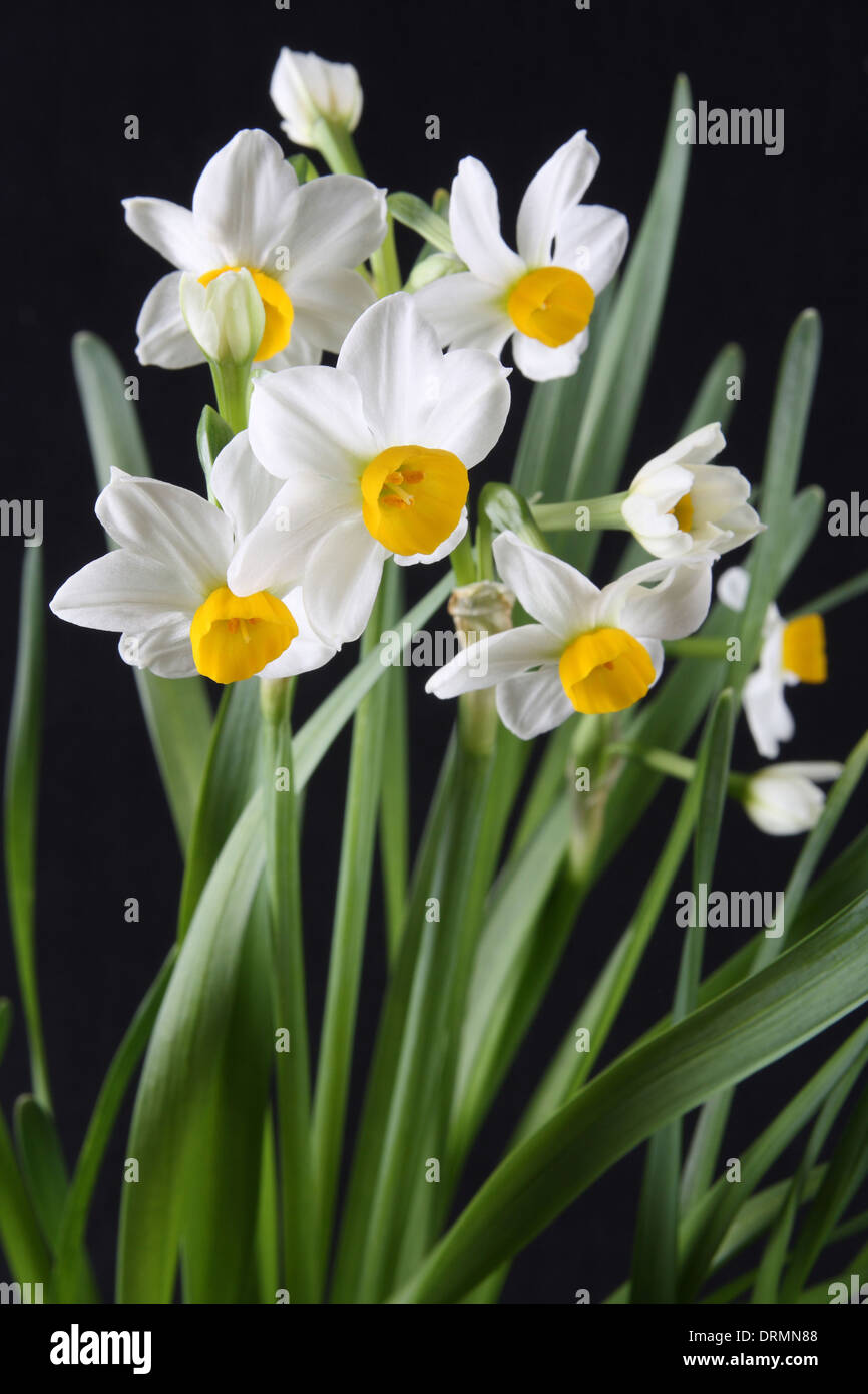 white daffodils Stock Photo