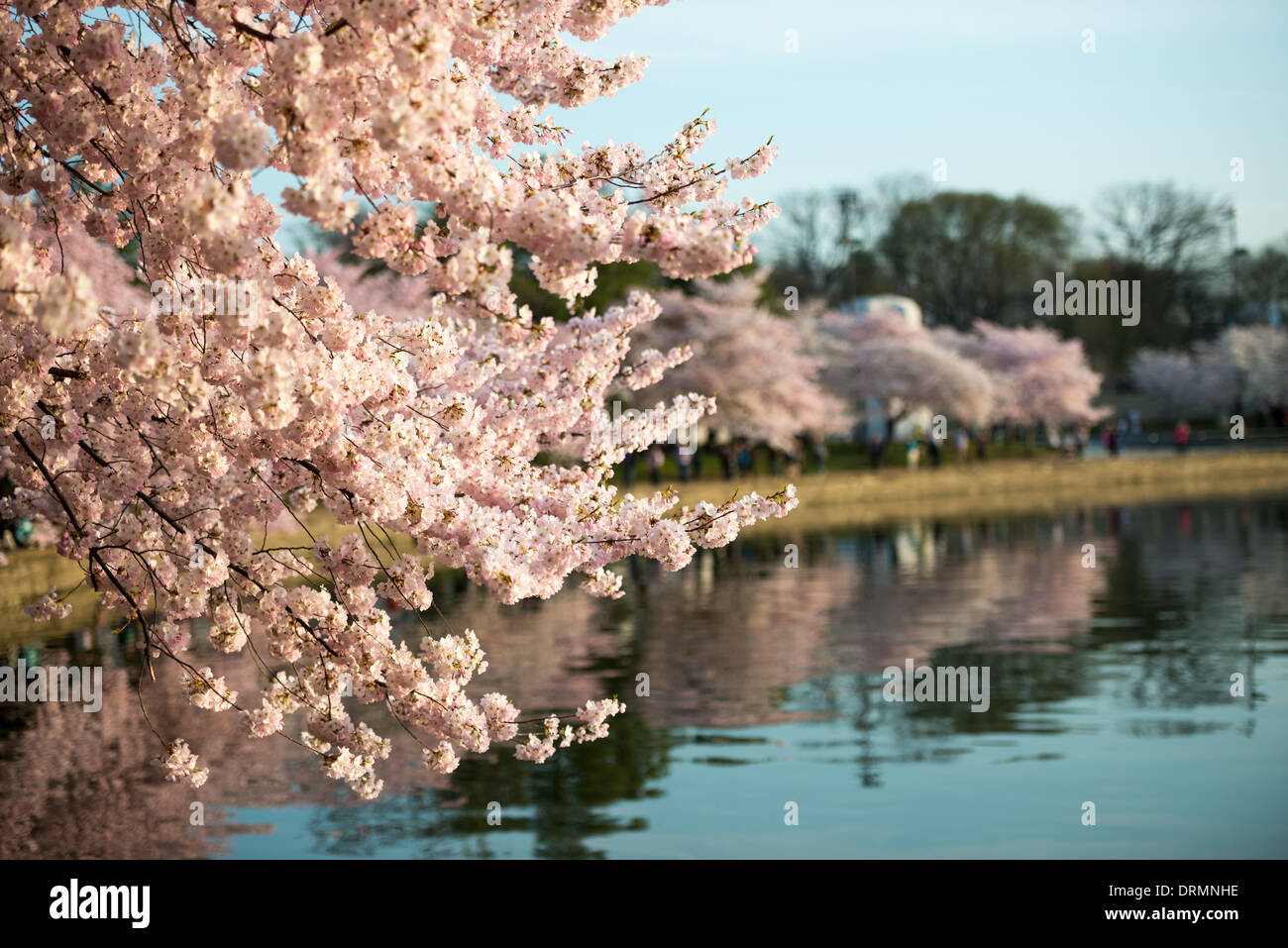 WASHINGTON DC — Cherry blossoms in full bloom hang over the water of the Tidal Basin. The flowering trees, part of a 1912 gift from Japan, are the focus of an annual spring event that attracts hundreds of thousands of visitors to the city. Stock Photo