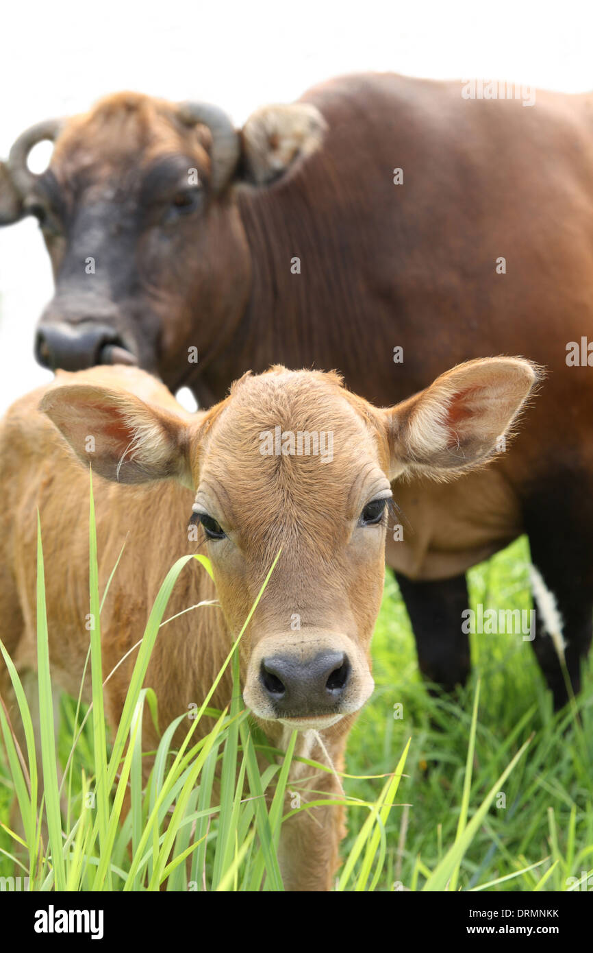 yellow cow Stock Photo