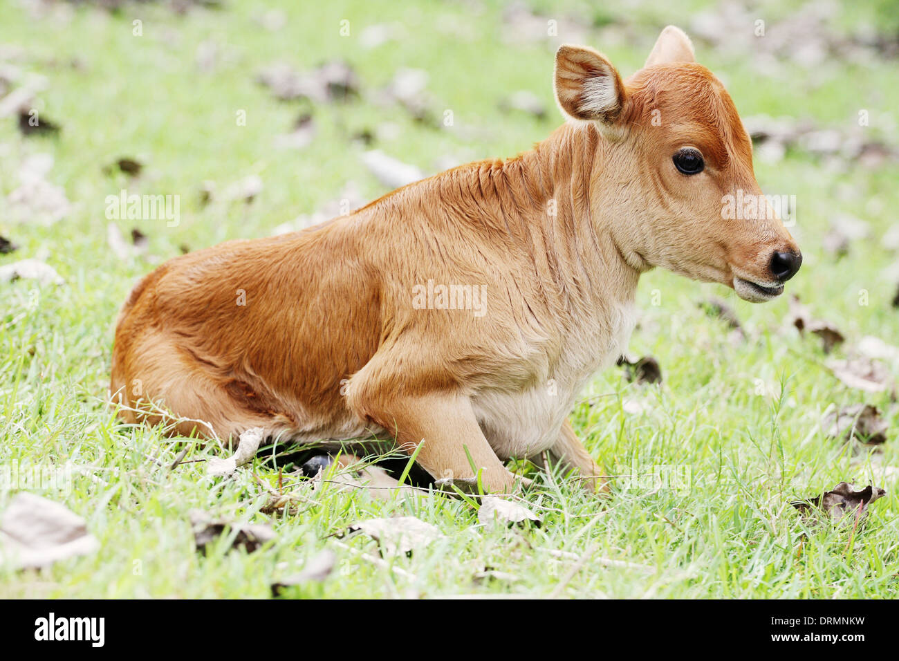 small calf Stock Photo