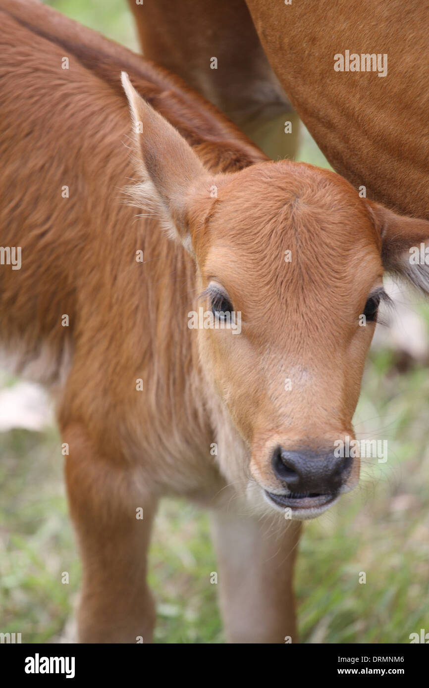 small cattle Stock Photo