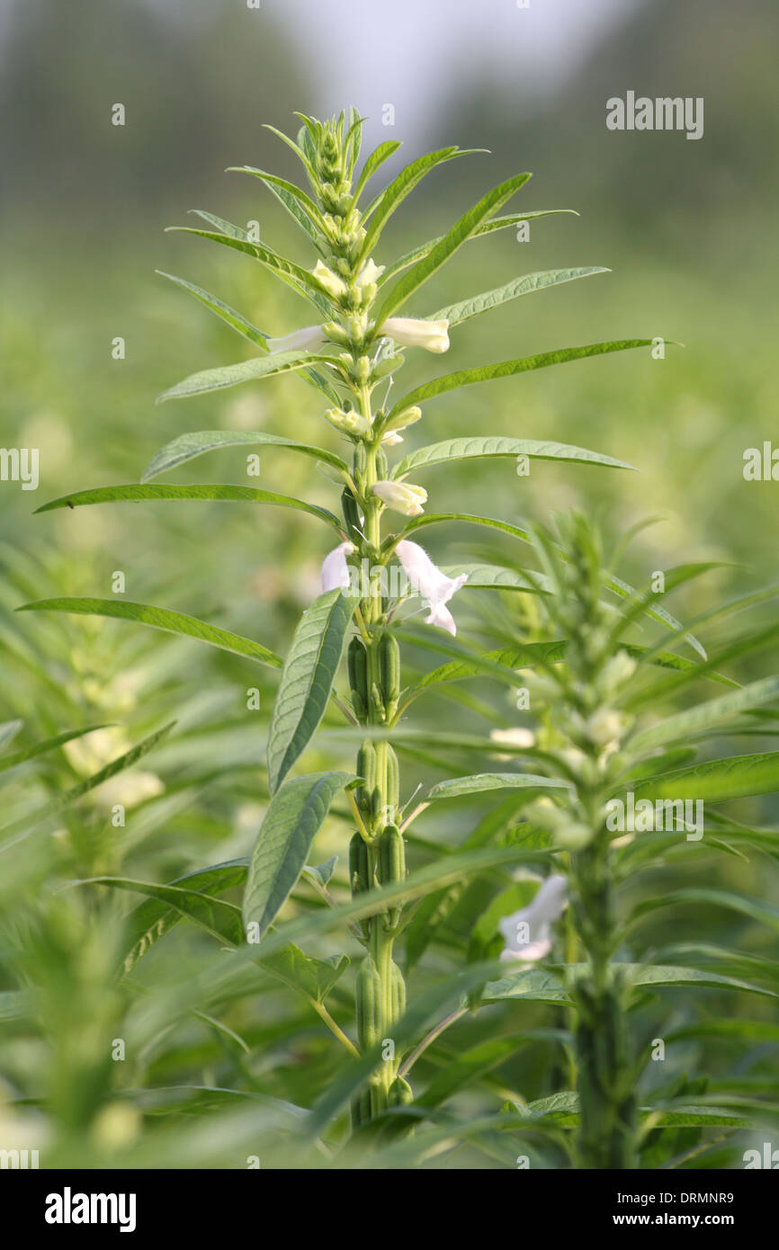 Sesame plant hi-res stock photography and images - Alamy