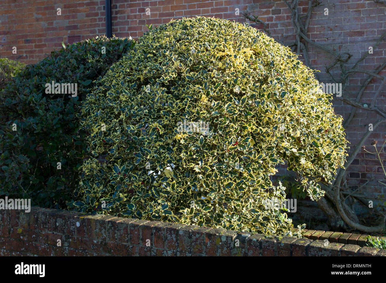 Variegated holly trimmed to spherical shape Stock Photo