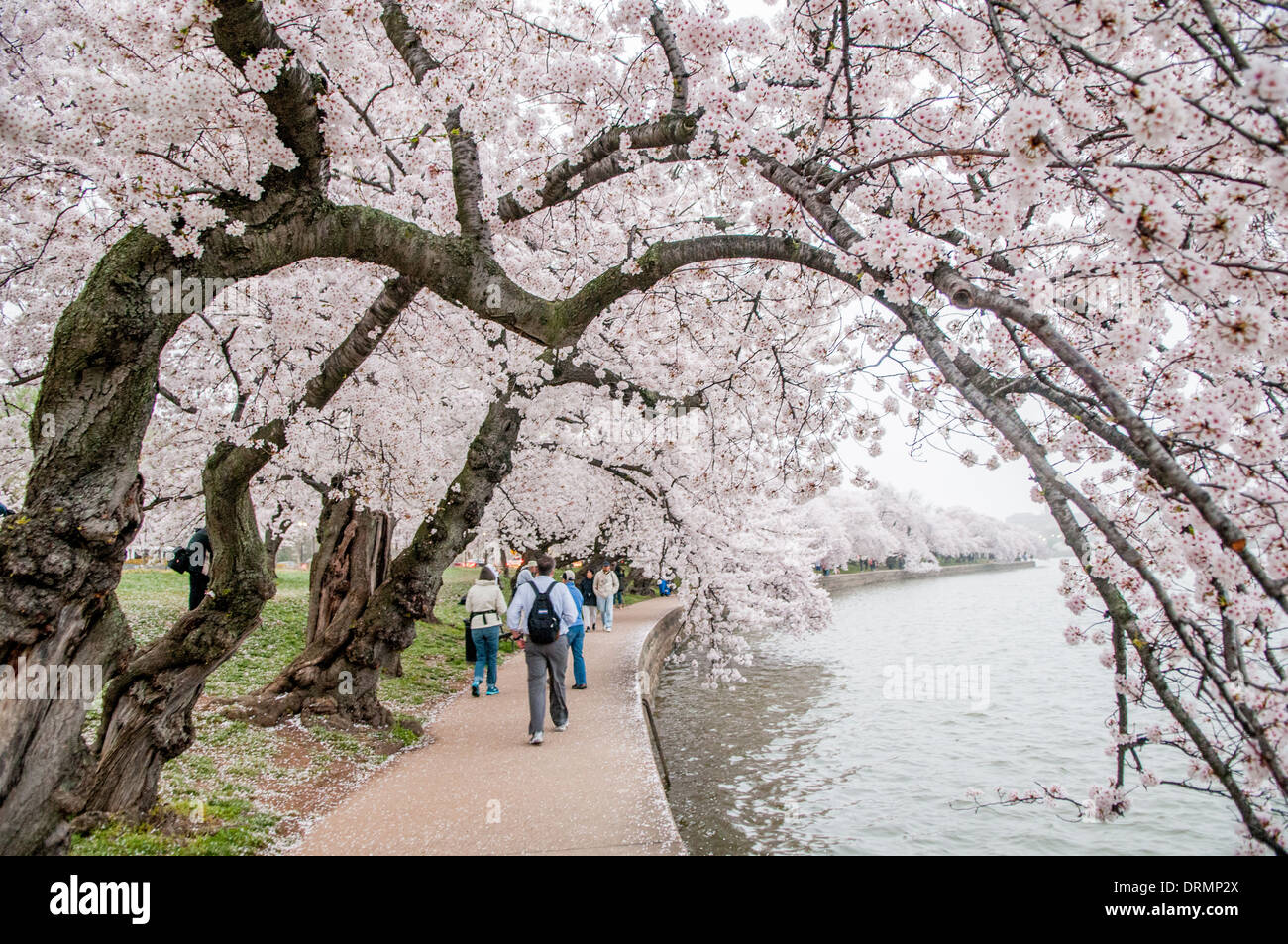 WASHINGTON DC, USA - Some of the oldest cherry blossoms trees overhang ...
