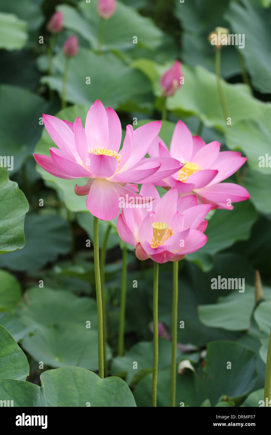 pink lotus blooming Stock Photo