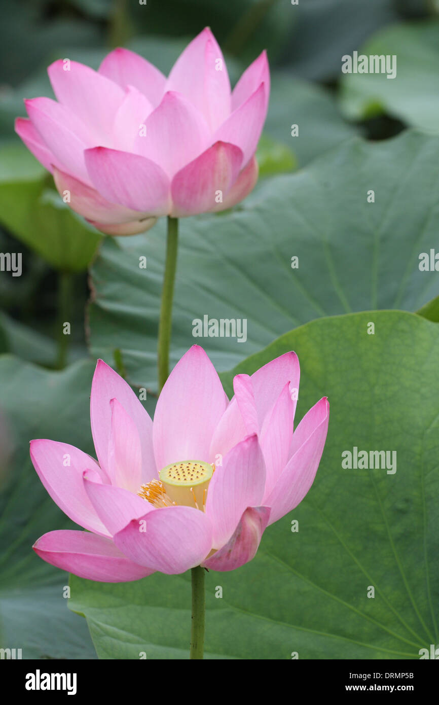 blooming pink lotus Stock Photo