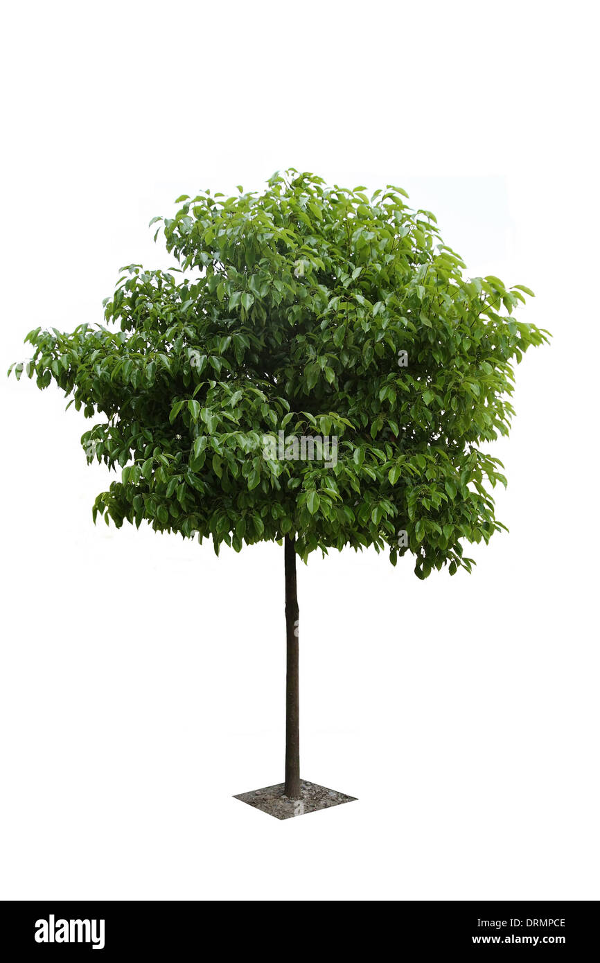 a camphor tree Stock Photo