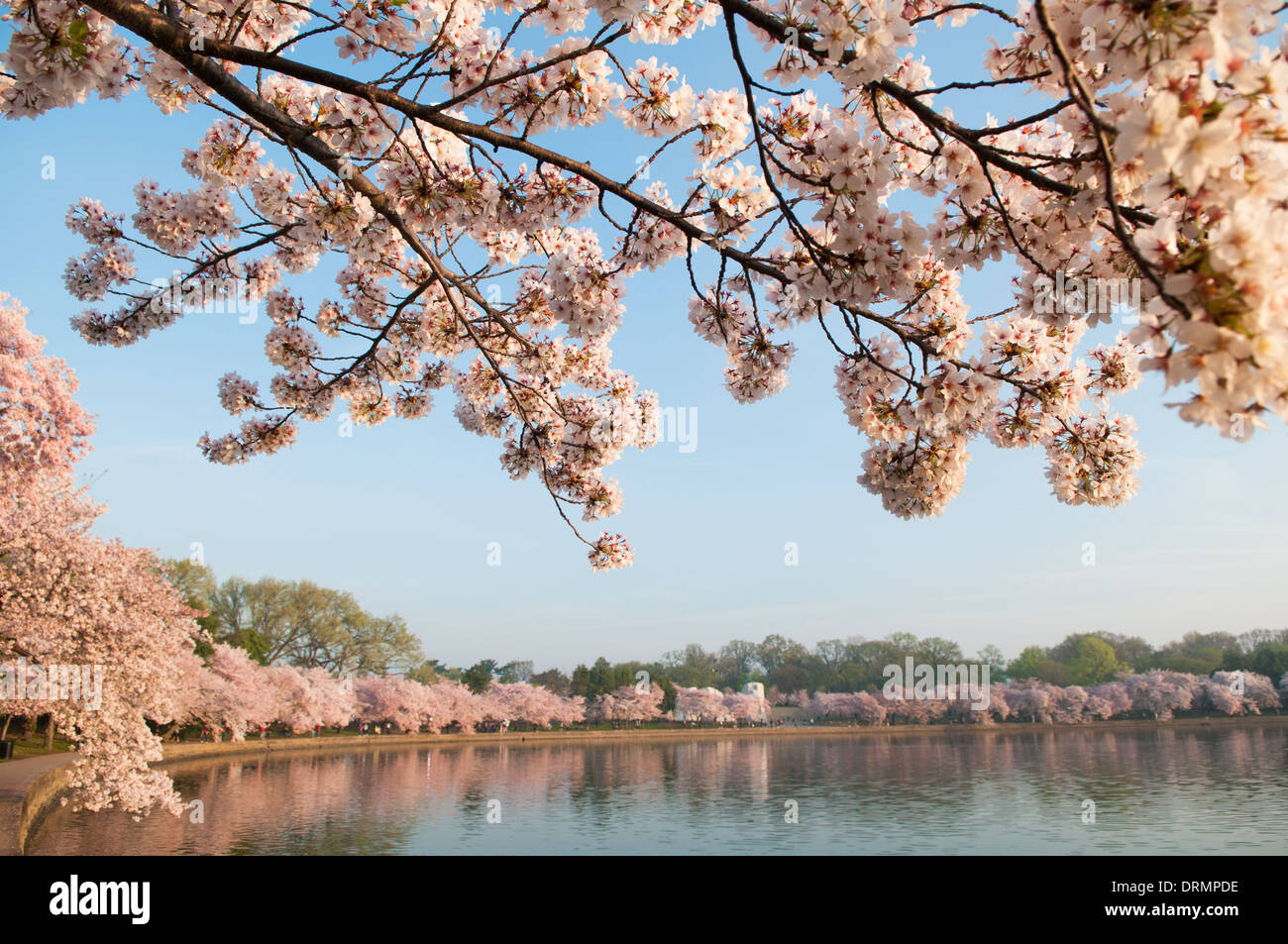 WASHINGTON DC, USA The famous cherry blossoms in bloom create a white