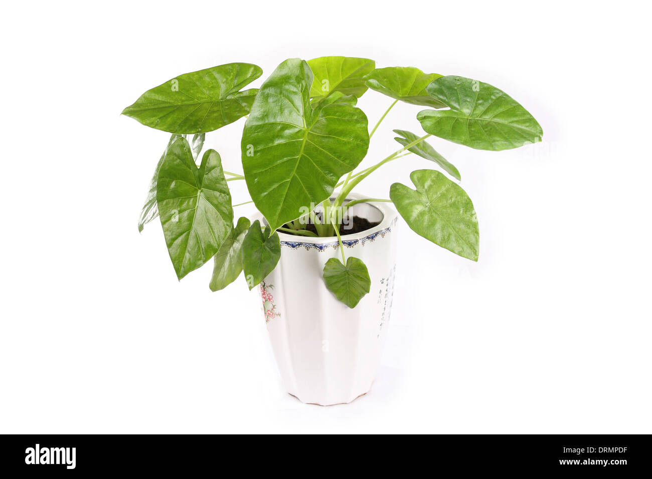 alocasia or water dropping guanyin Stock Photo