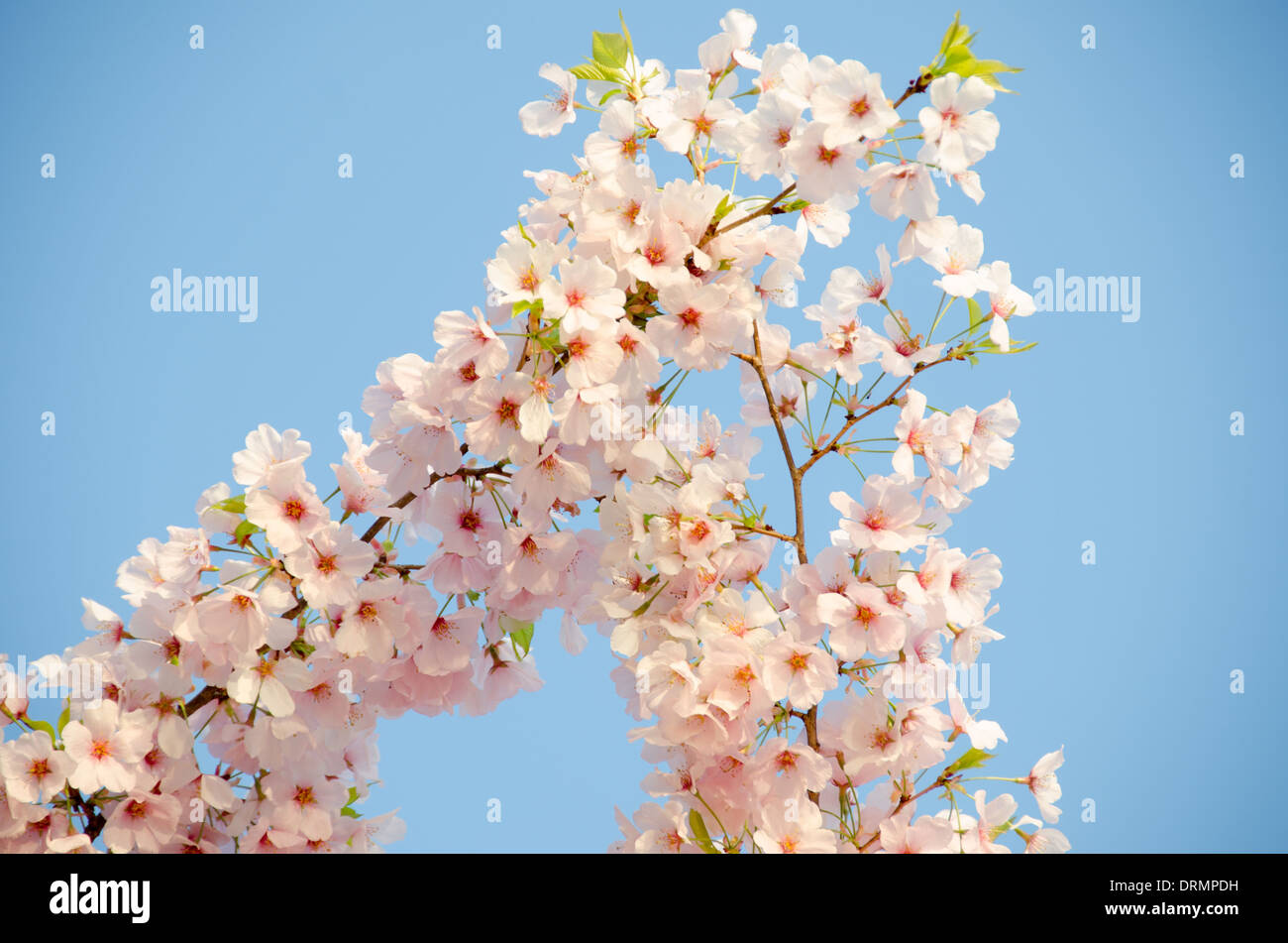 WASHINGTON DC, USA - A close-up of some of the flowers of Washington's famous cherry blossoms in bloom. Stock Photo