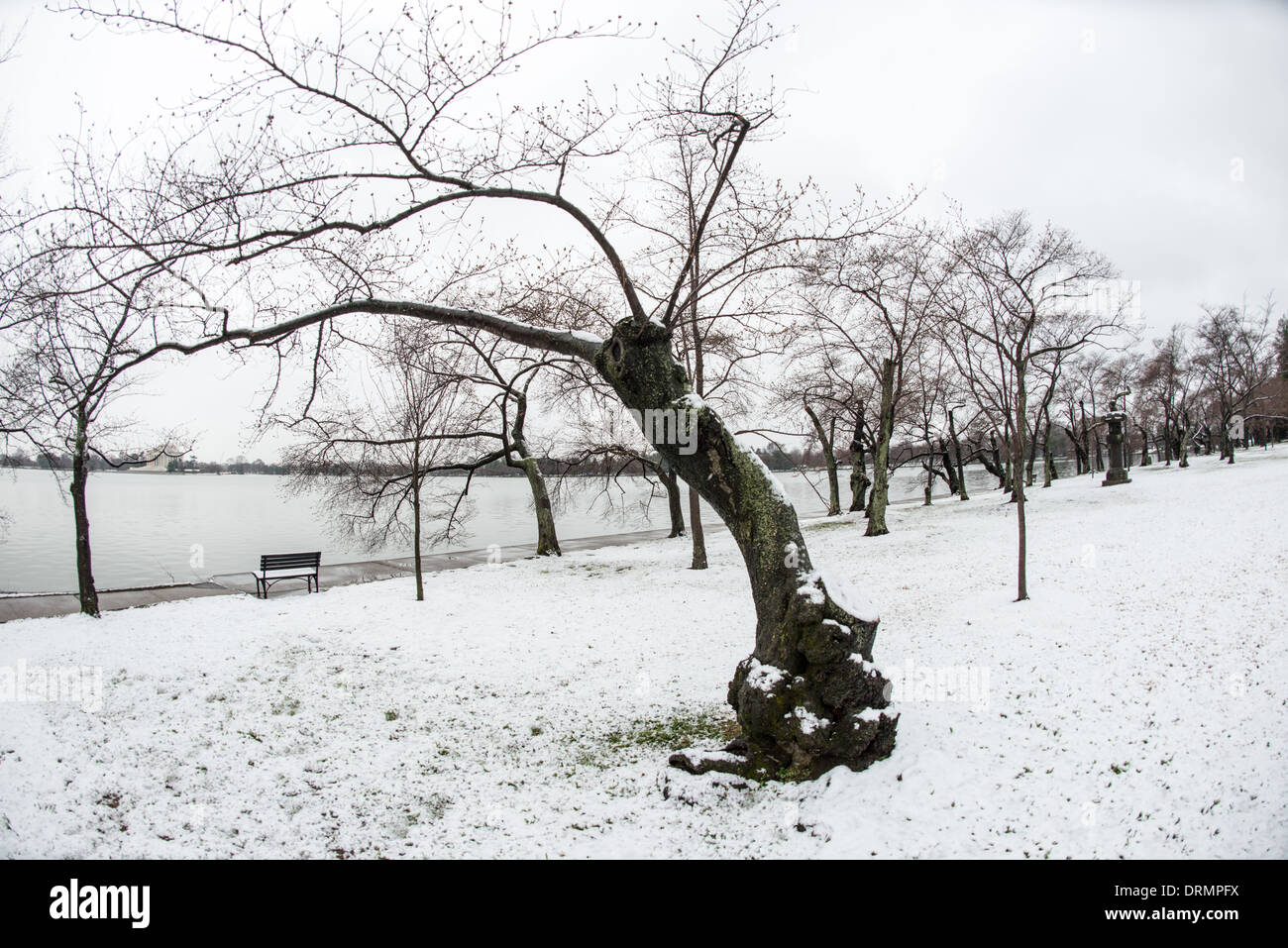 Cherry Blossoms In Snow High Resolution Stock Photography And Images Alamy Cherry Blossoms In Snow High Resolution Stock Photography And Images Alamy