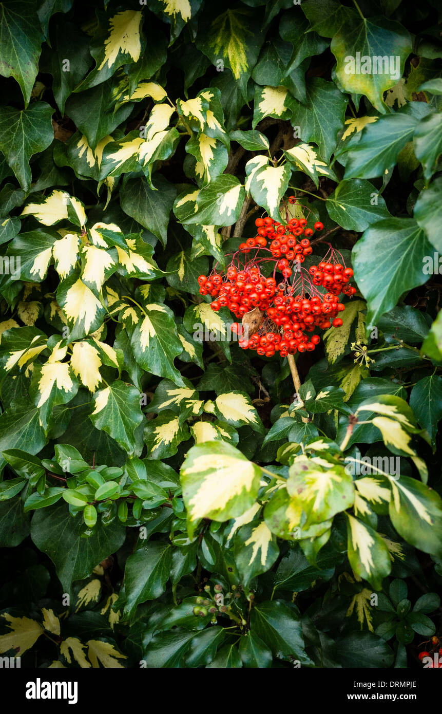 Red pyracantha berries mingle with variegated ivy growing up a wall in UK Stock Photo