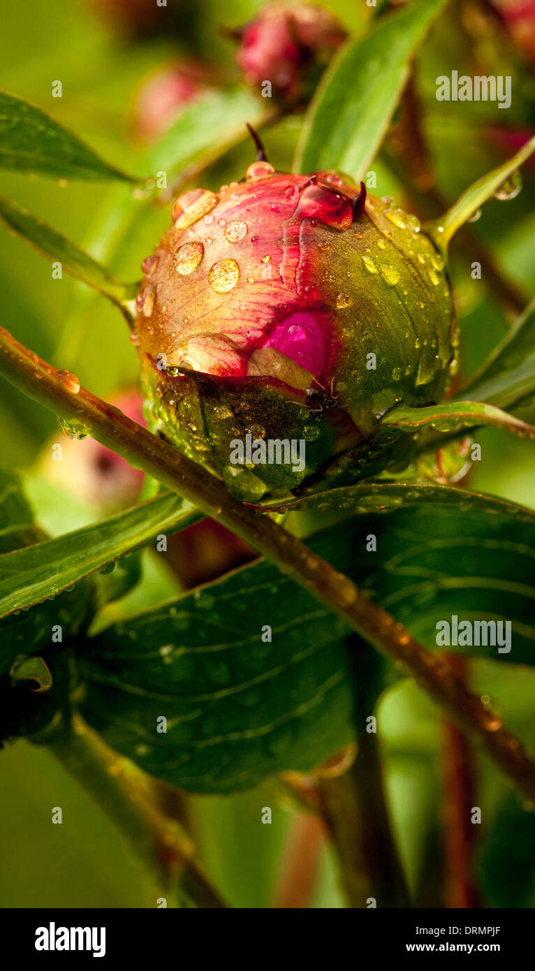 Peony flower bud with raindrops growing in a UK garden. Stock Photo
