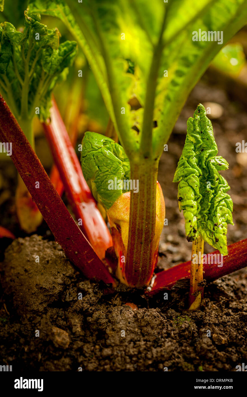 New rhubarb stems emerging from the soil, in a UK garden. Stock Photo