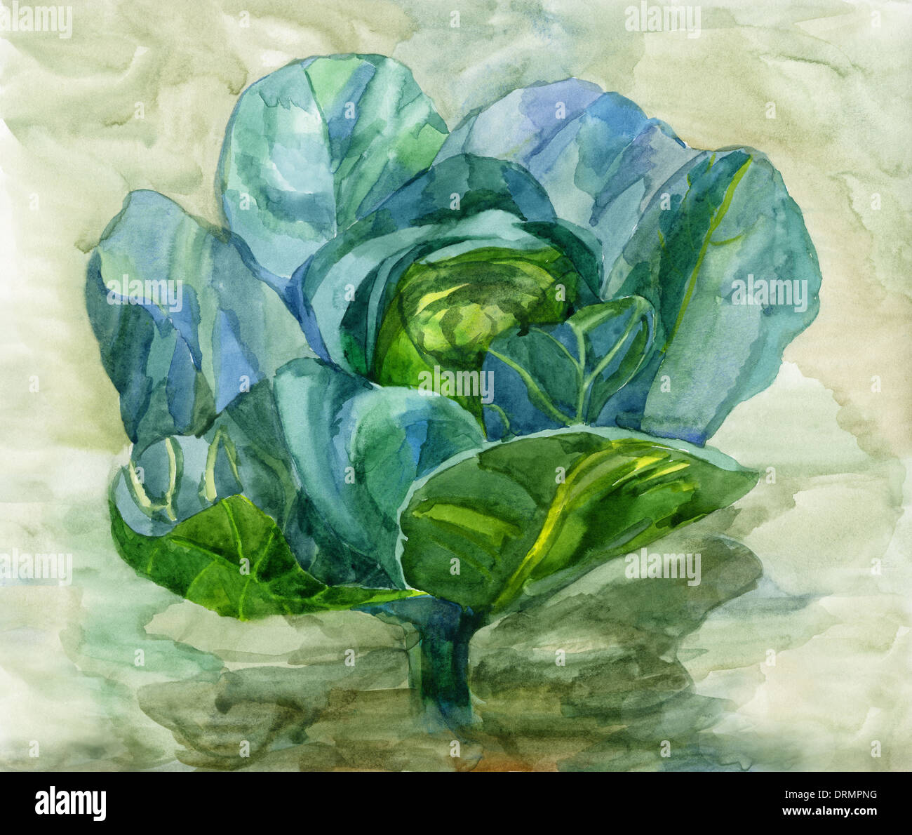 cabbage-graphics-hi-res-stock-photography-and-images-alamy