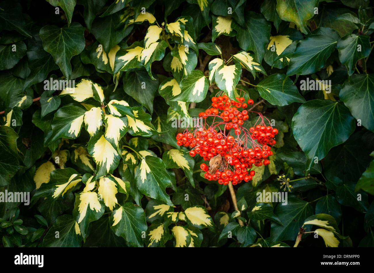 Variegated ivy and red pyracantha berries on wall Stock Photo