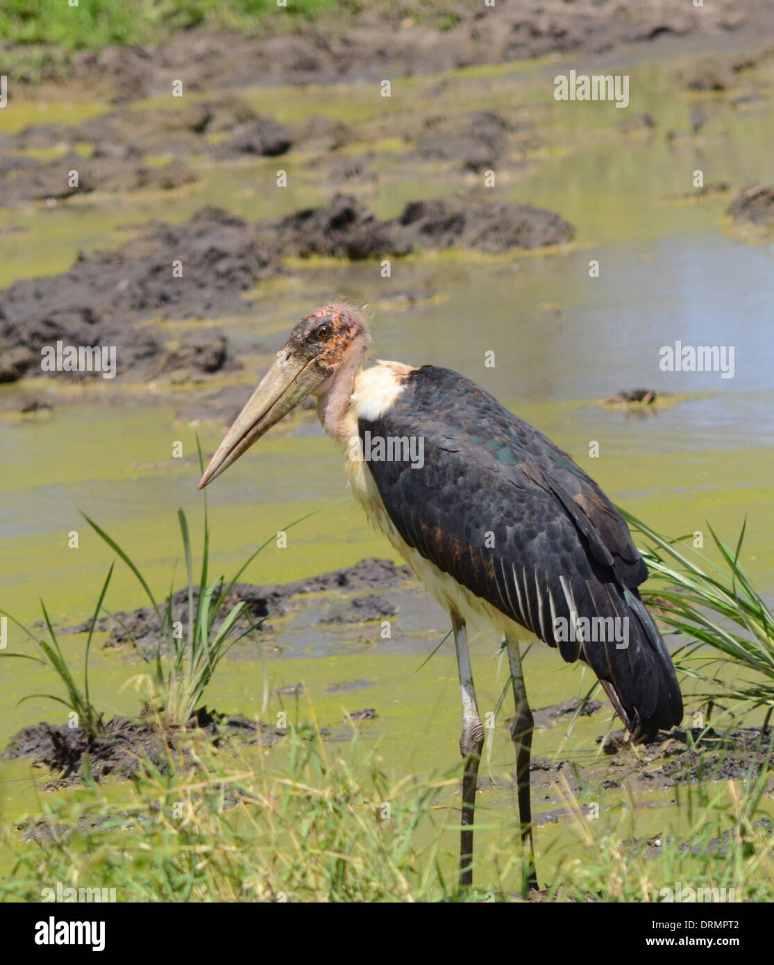 Stalk bird hires stock photography and images Alamy