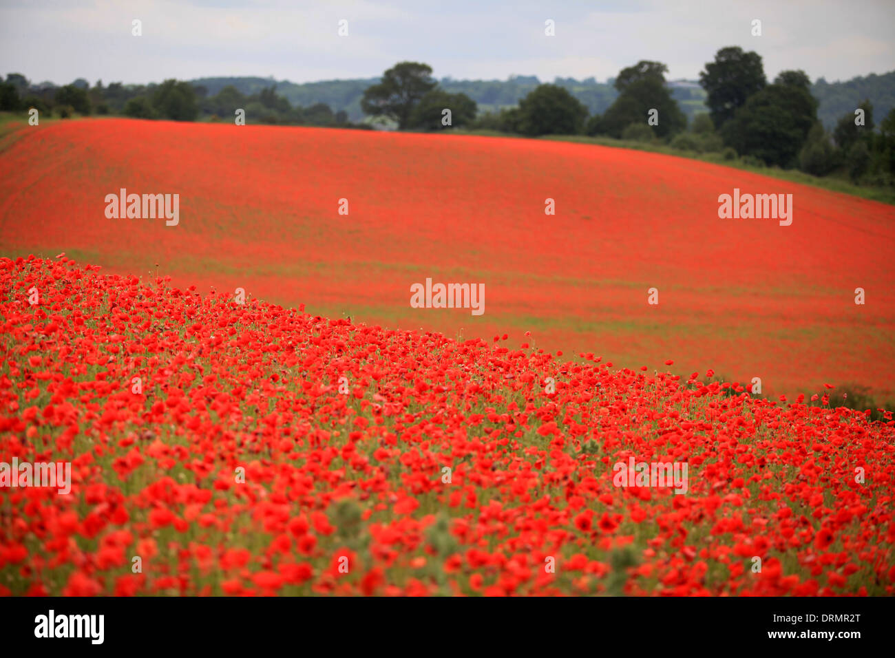 The Severn Valley Railway runs along the edge of the bright red fields of Poppies near Bewdley, Worcestershire Stock Photo