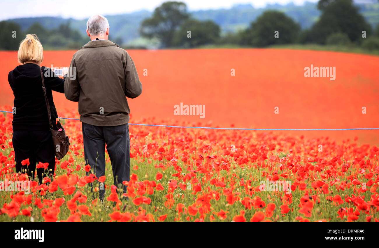 The Severn Valley Railway runs along the edge of the bright red fields of Poppies near Bewdley, Worcestershire Stock Photo