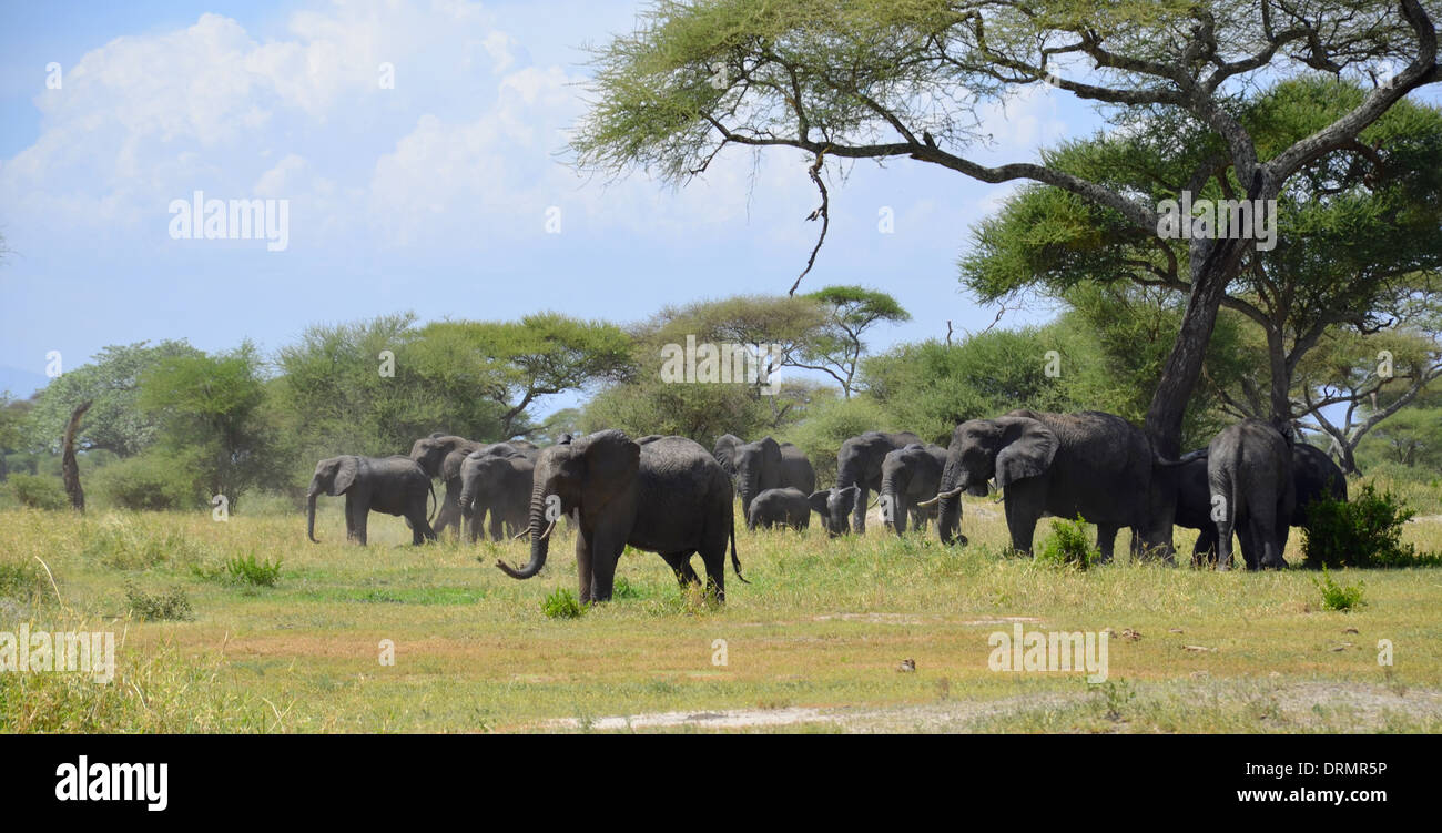 Group of Elephants Stock Photo - Alamy