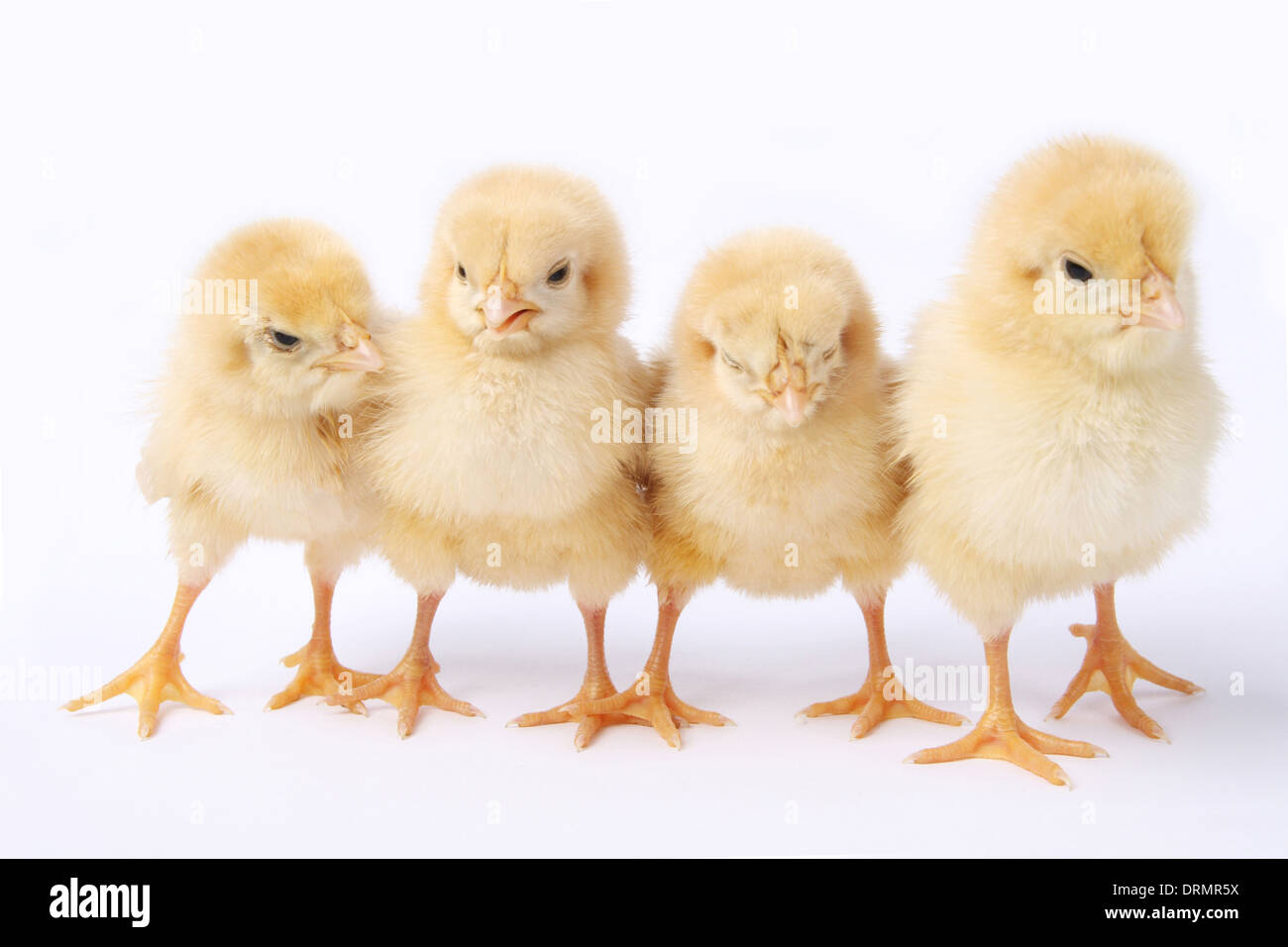 a row of chick Stock Photo