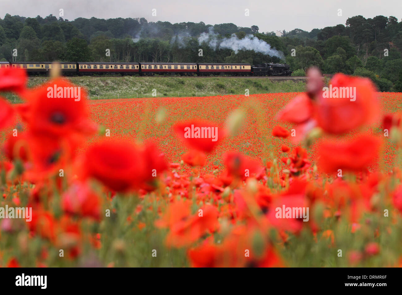 The Severn Valley Railway runs along the edge of the bright red fields of Poppies near Bewdley, Worcestershire Stock Photo