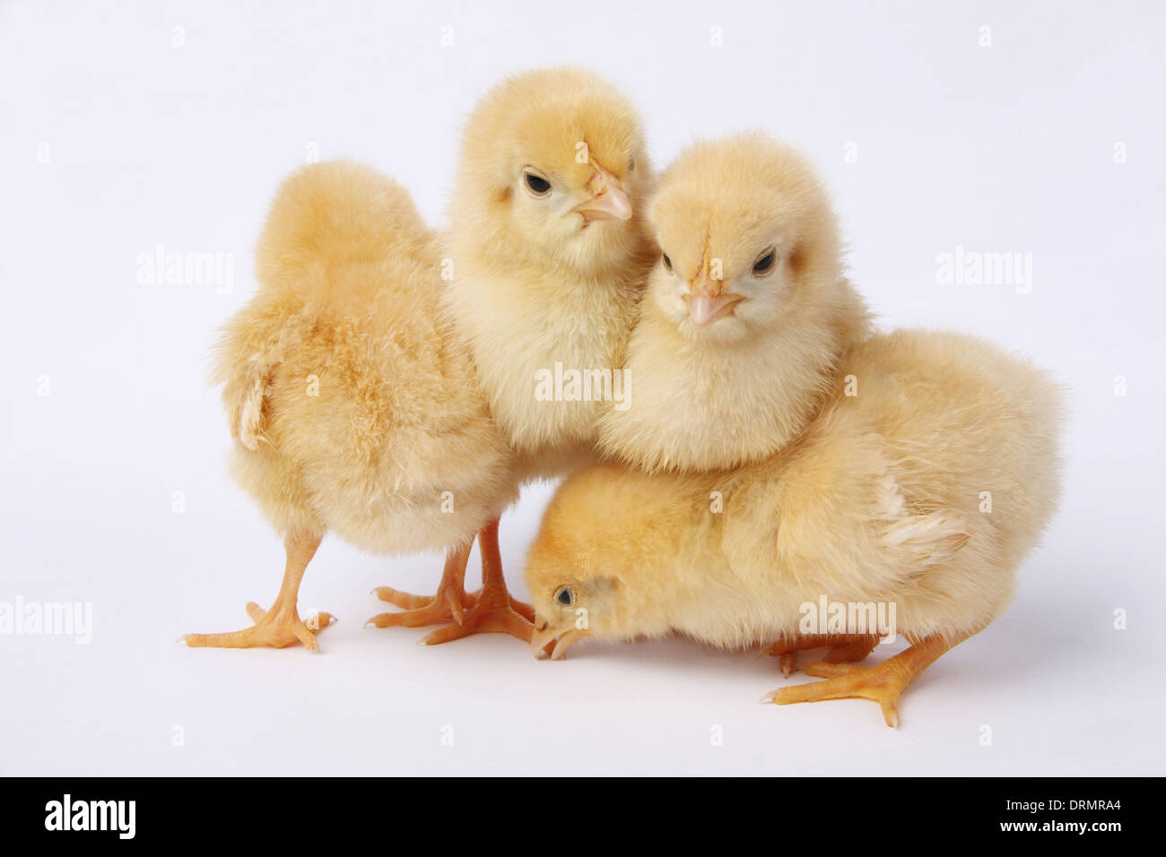 four baby chicks Stock Photo