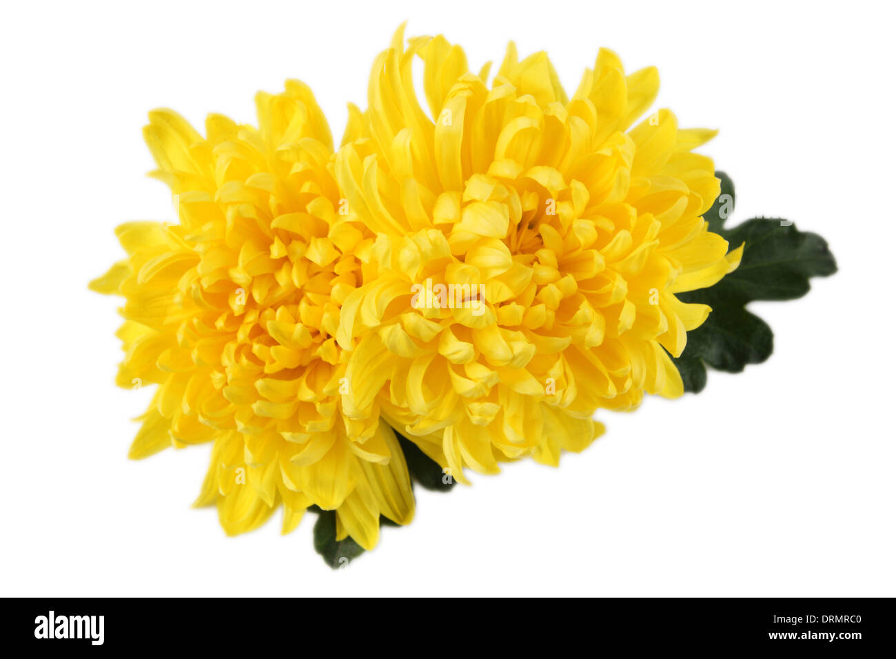 two chrysanthemums Stock Photo