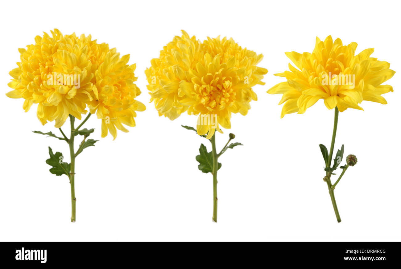 yellow chrysanthemum Stock Photo