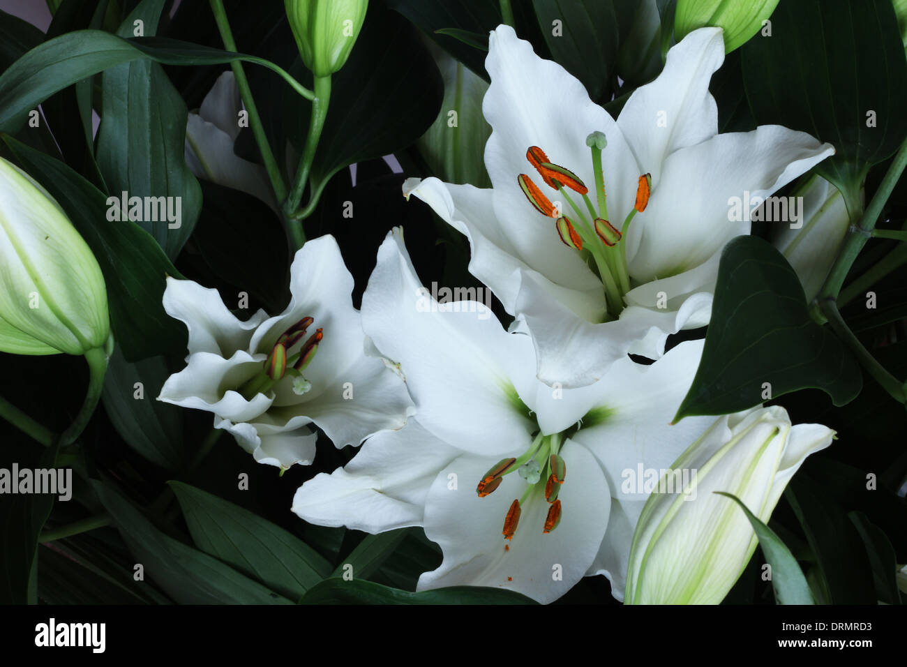 Lily bouquet Stock Photo
