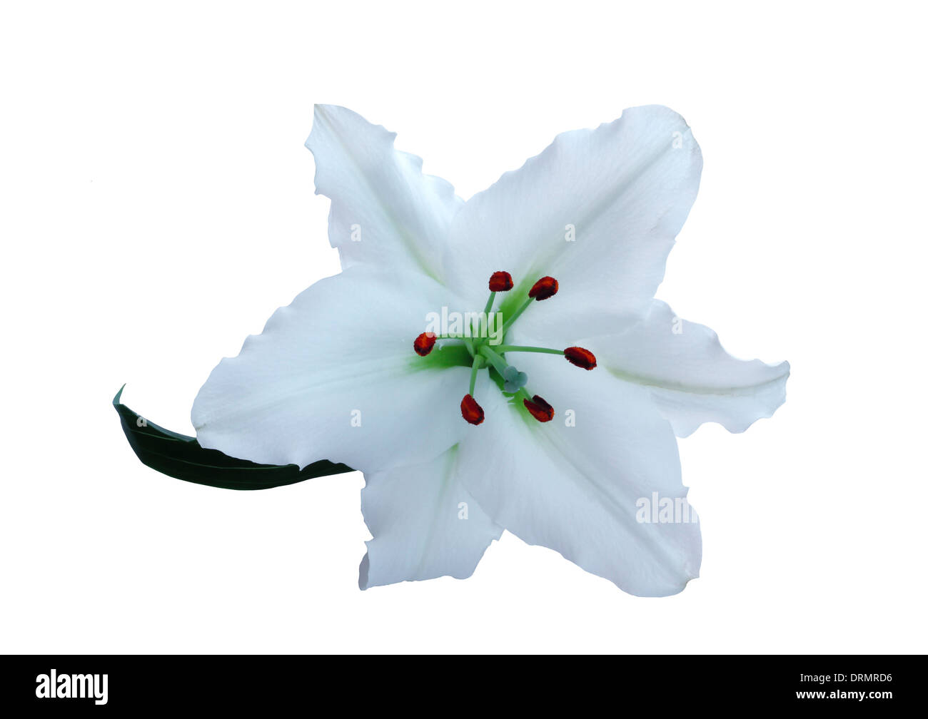 Lily on white Stock Photo - Alamy