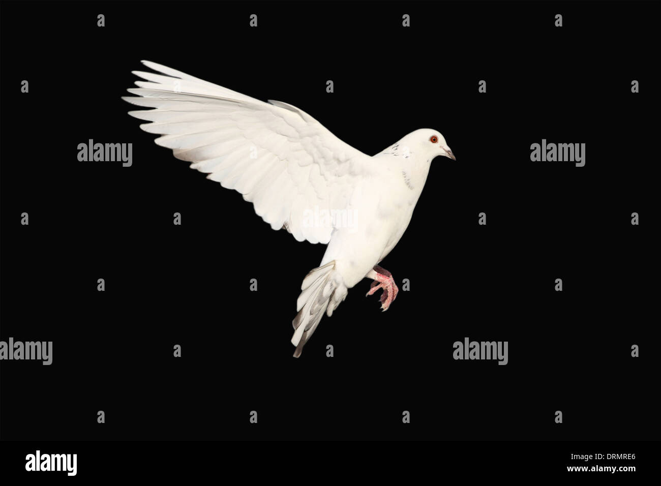 white pigeon Stock Photo