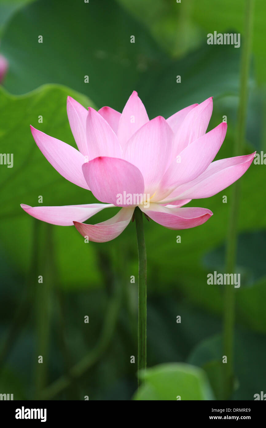 pink lotus Stock Photo