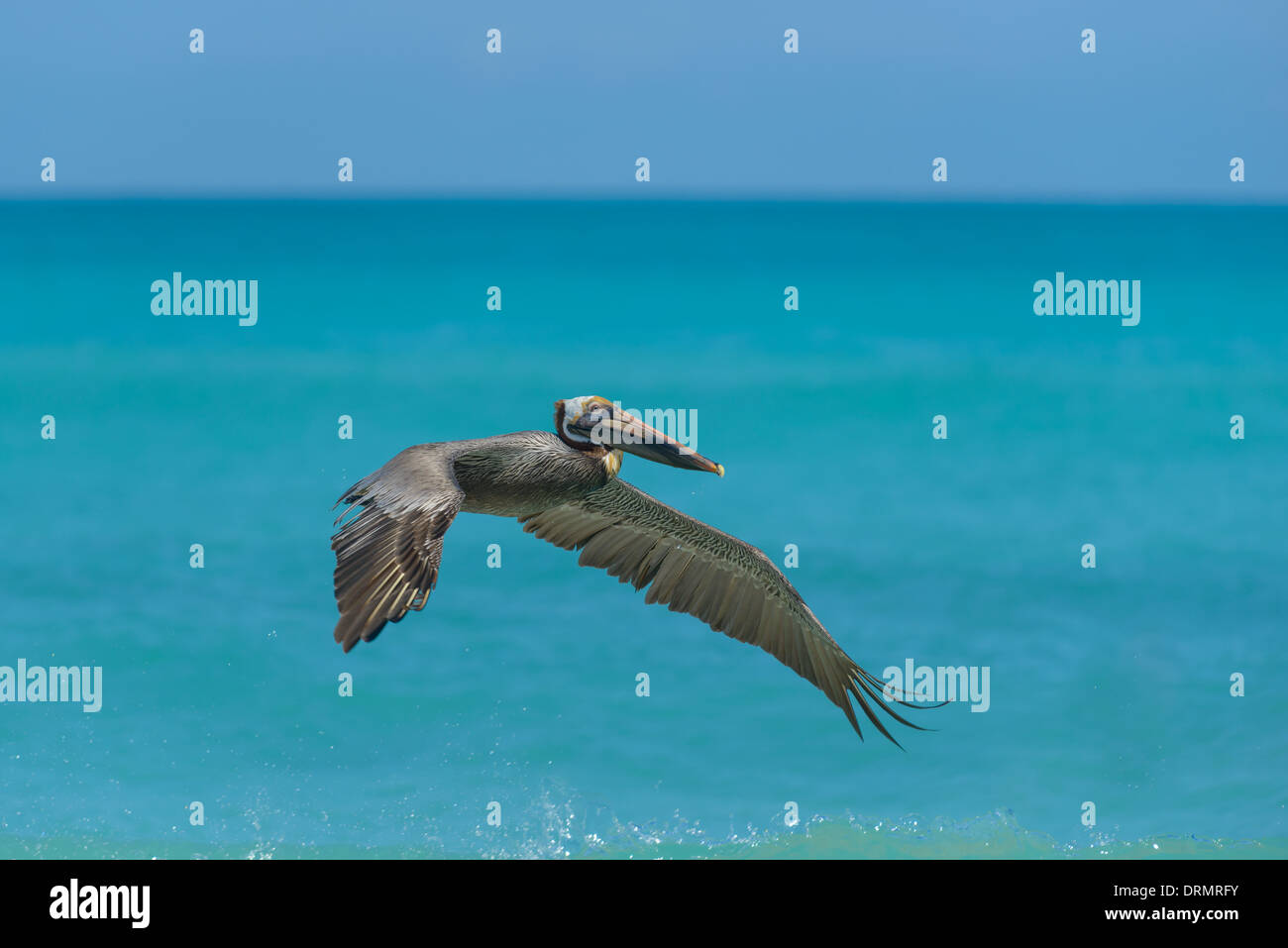 Pelikan hi-res stock photography and images - Alamy