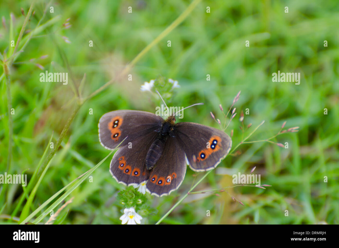 A Scotch Argus Butterfly basking in the sun in a Scottish meadow. Stock Photo