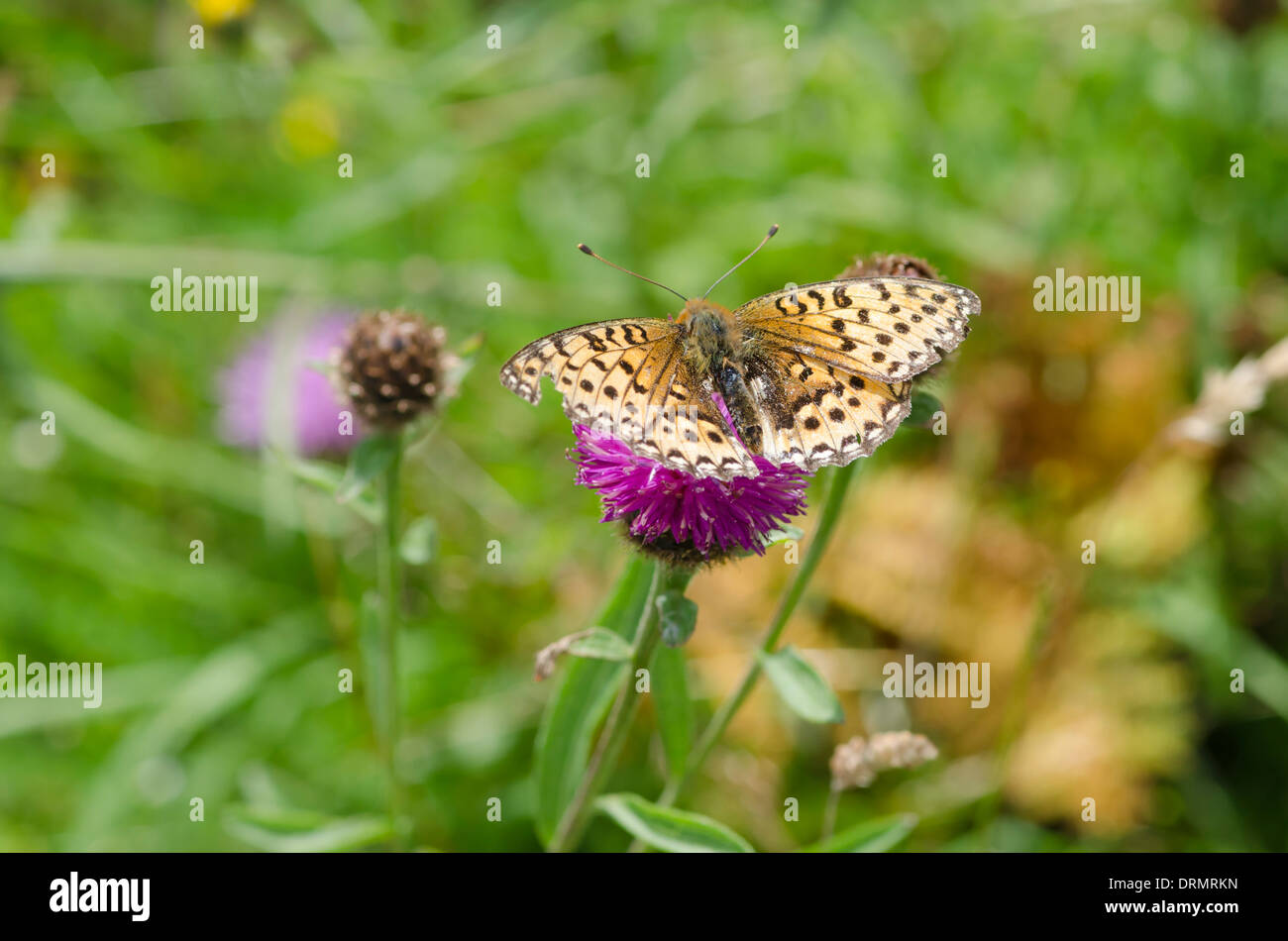 A weather-beaten Pearl-Bordered Fritillary feeding in a Scottish meadow. Stock Photo