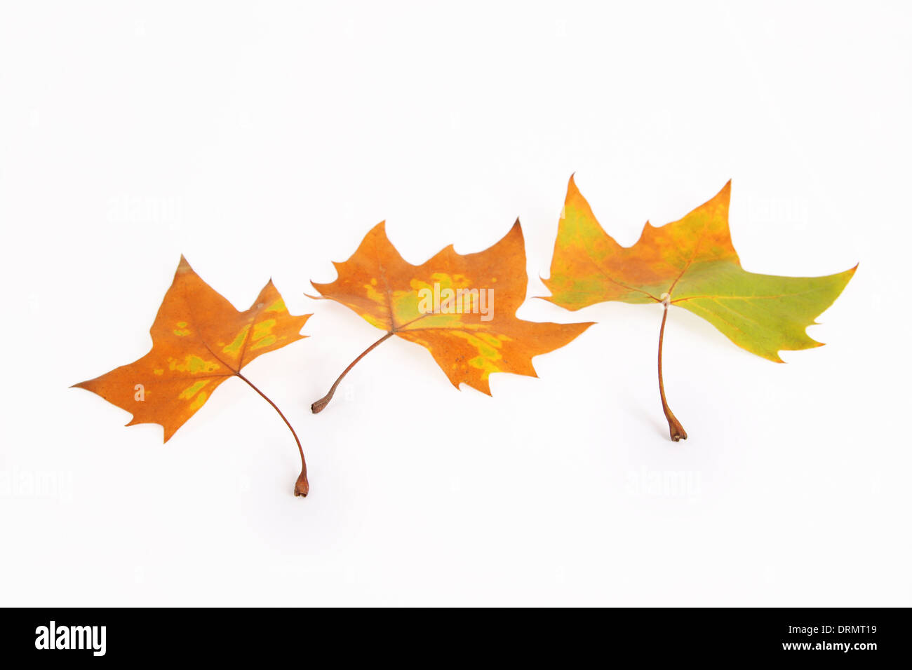 indus leaf Stock Photo