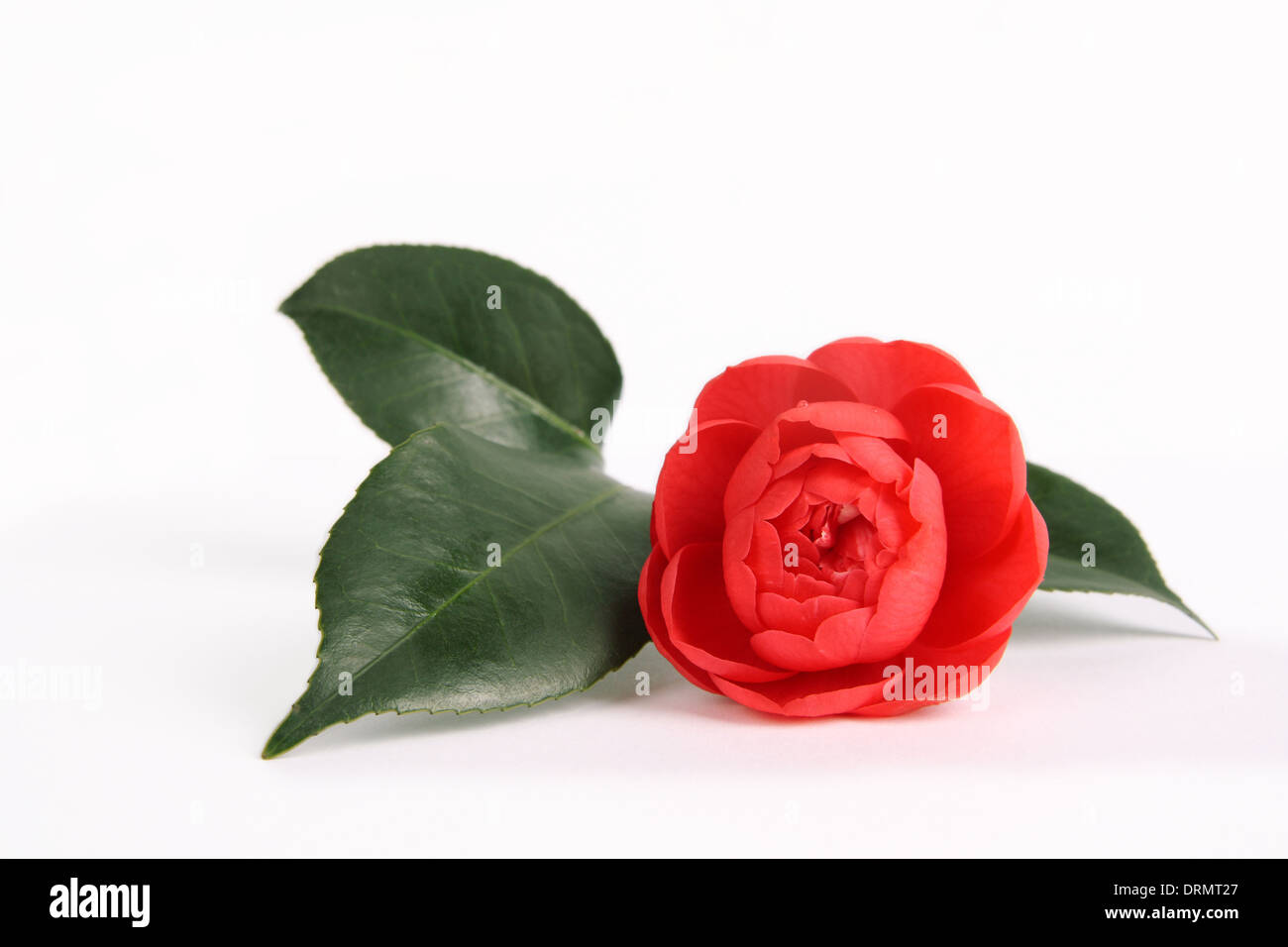 a red camellia Stock Photo