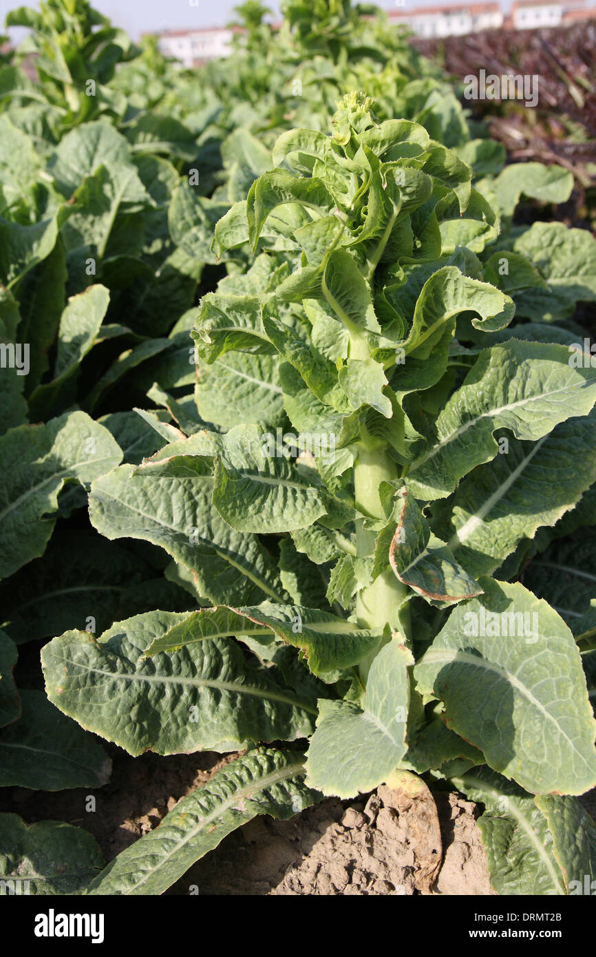 lettuce plant Stock Photo