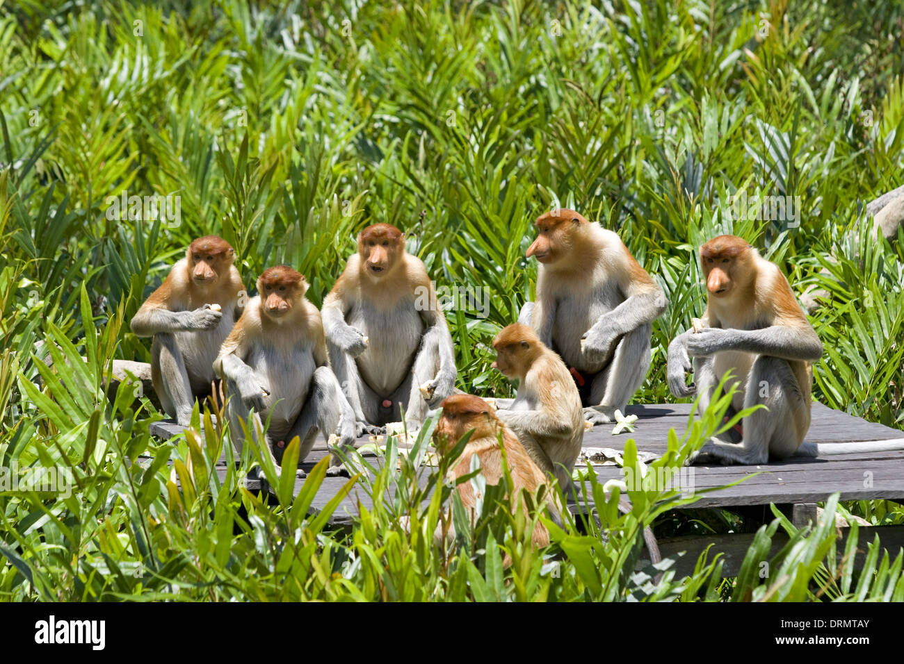 Proboscis monkeys Stock Photo