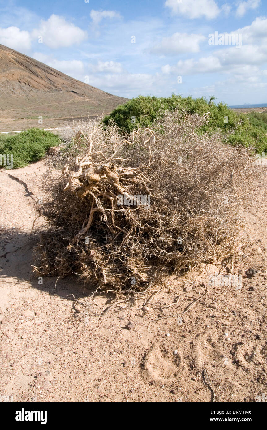 Tumbleweed, - Russian Thistle - DesertUSA