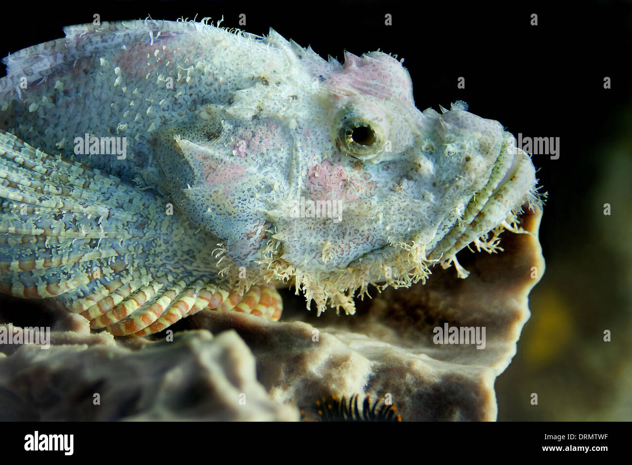 Bearded scorpionfish Stock Photo