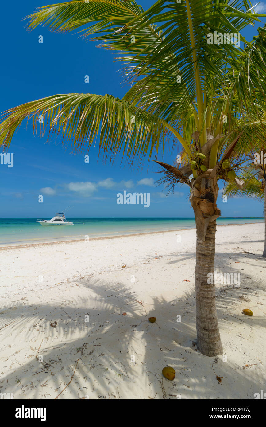 Karibik Strand mit Palmen, Caribbean beach with palms Stock Photo