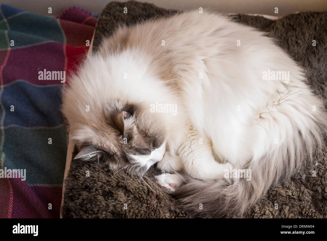 Sleeping adult Ragdoll cat on floor bed Stock Photo
